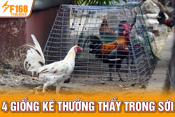 4 giống kê thường thấy trong sới