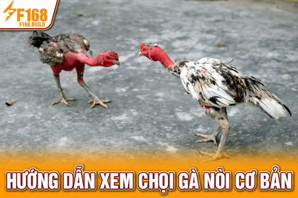 Hướng dẫn xem chọi gà nòi cơ bản