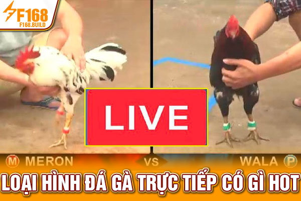 Loại hình đá gà trực tiếp có gì hot