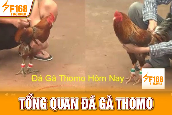 Tổng quan đá gà Thomo