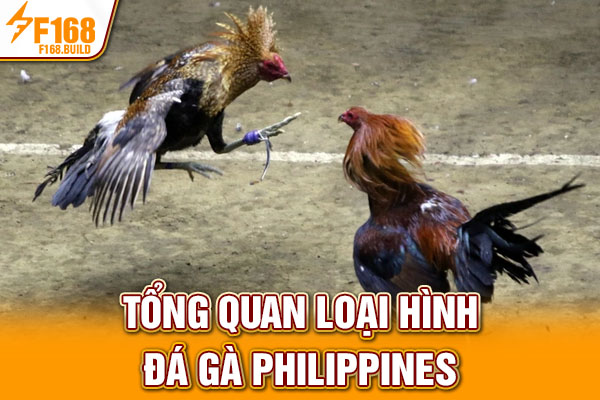 Tổng quan loại hình đá gà Philippines